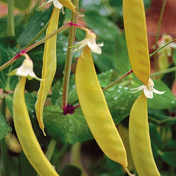 Yellow Pea