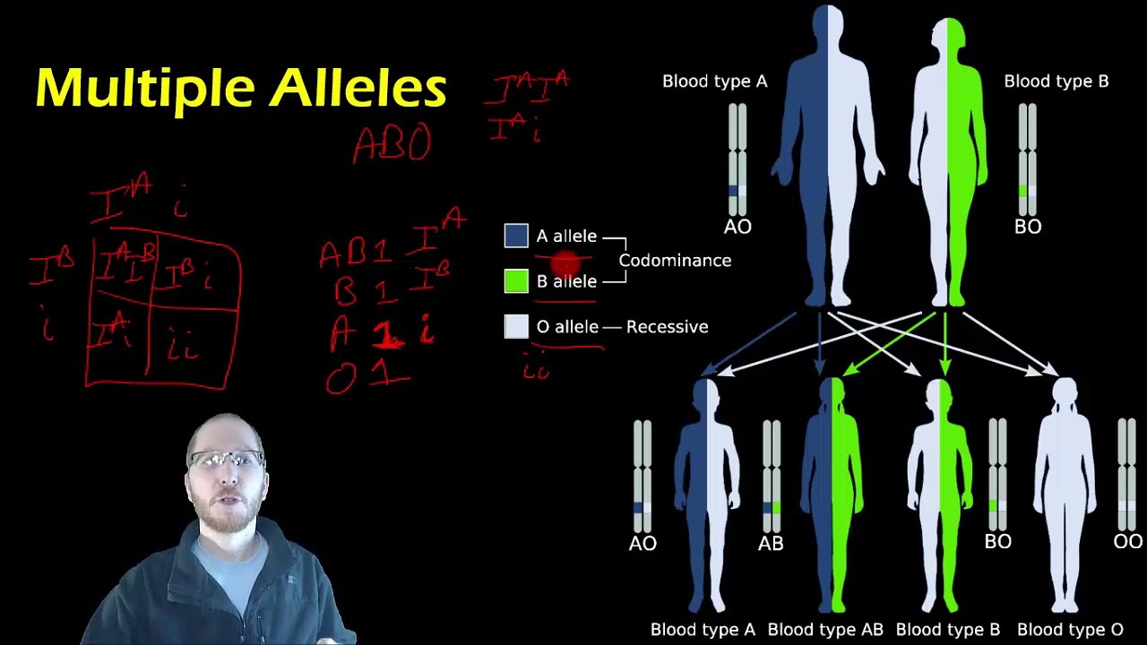 Multiple Alleles and Polygenic Traits